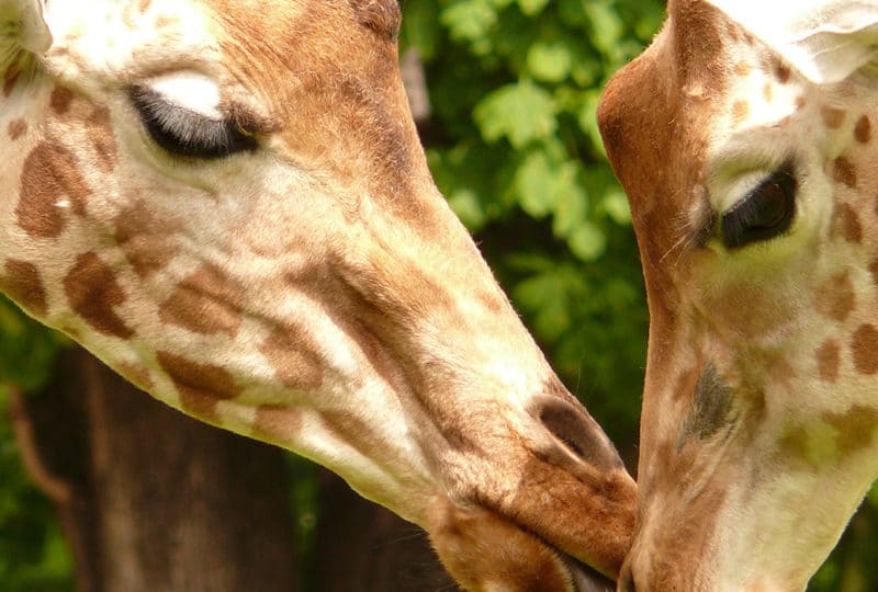 Two giraffes in Calvados in Normandy