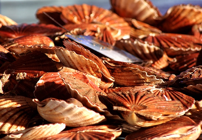 Scallop stall