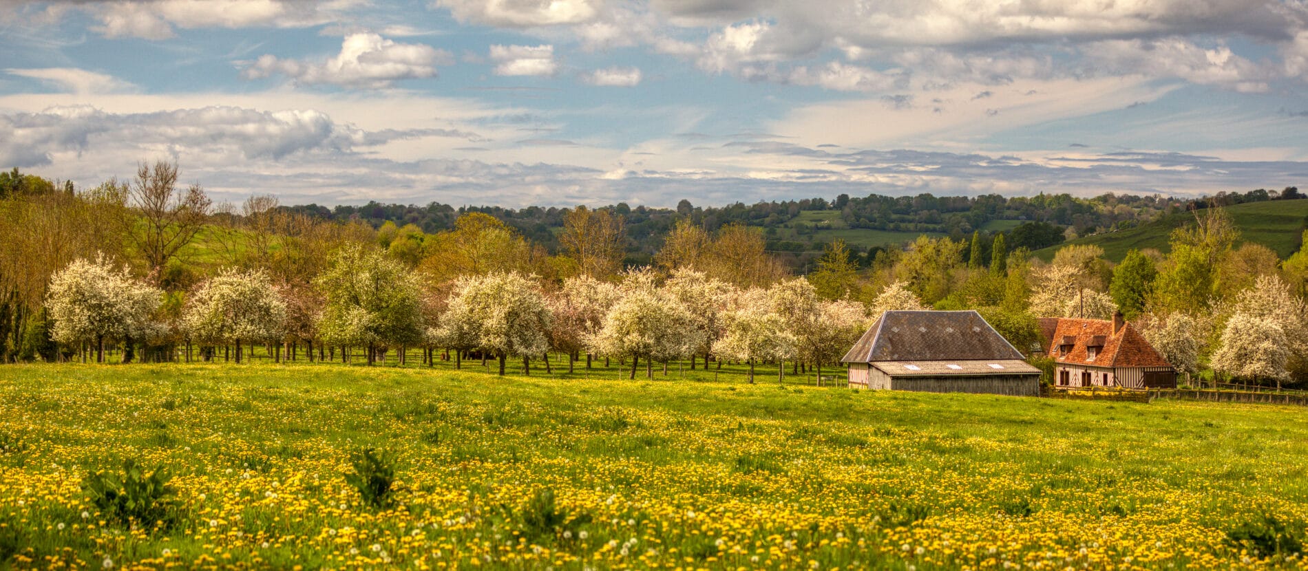 Campagne et pommiers en fleurs